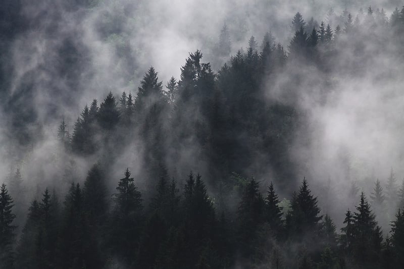 Mysterious Forest